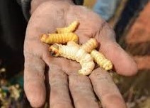 A handful of witchetty grubs