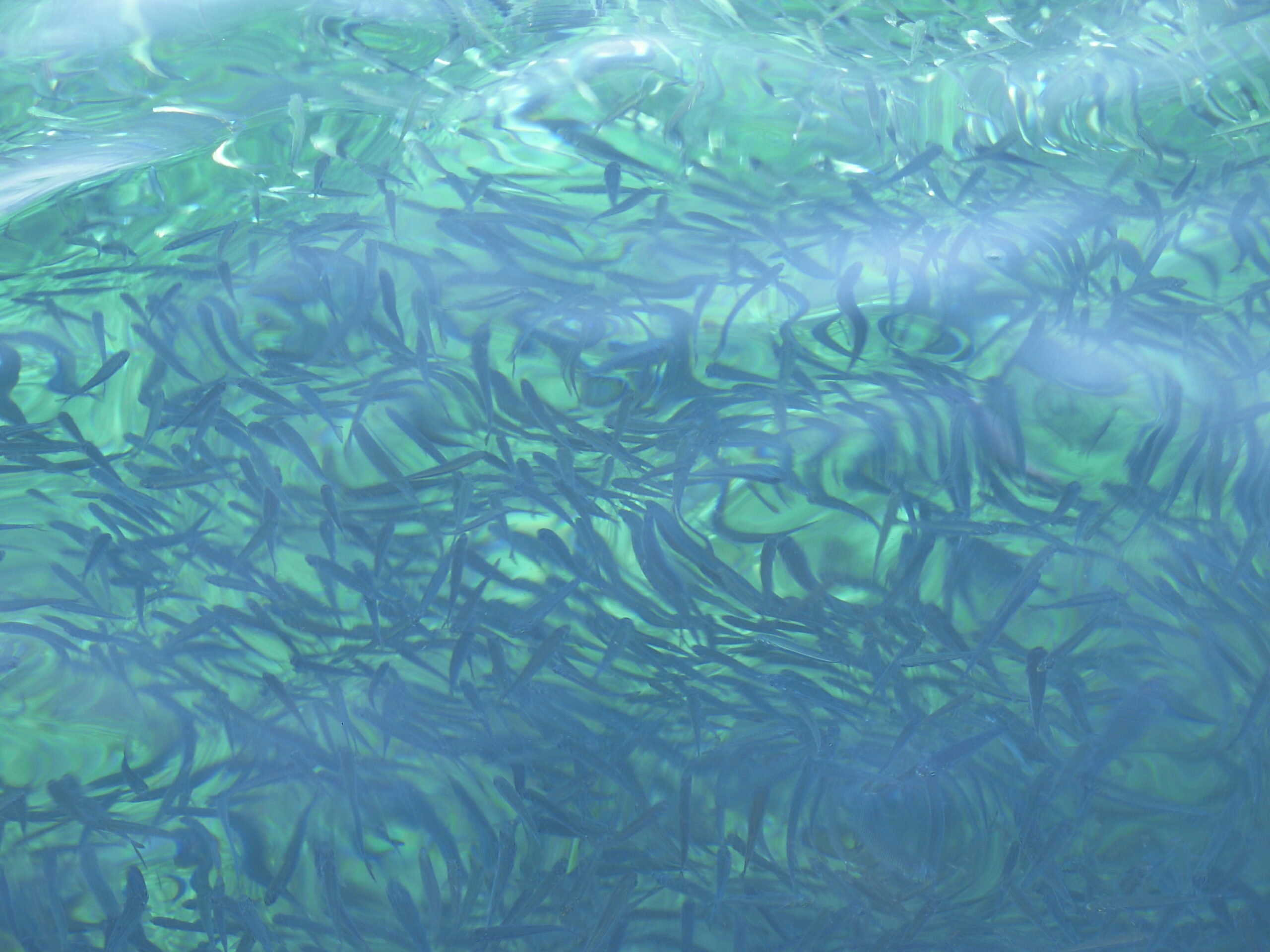 Fish in the clear, blue waters of Perhentian Island 