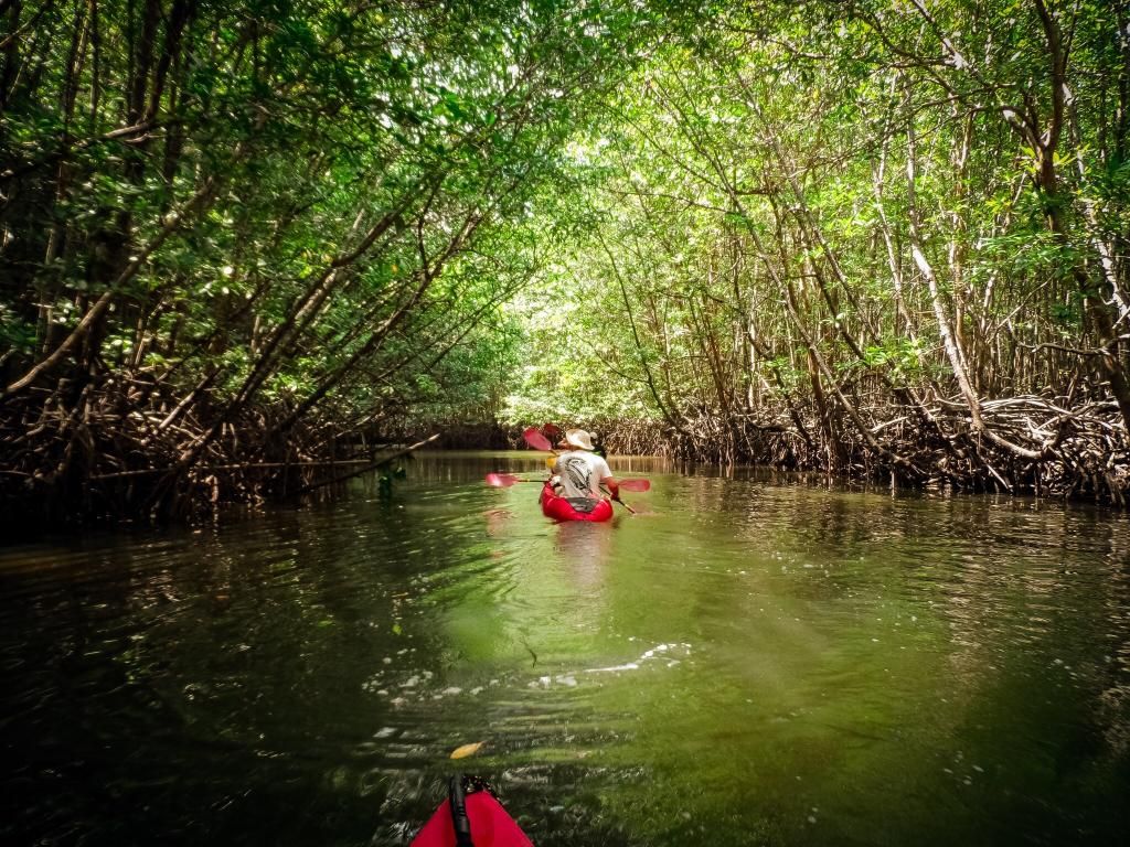 Kayaking in Krabi Mangrove Forest 