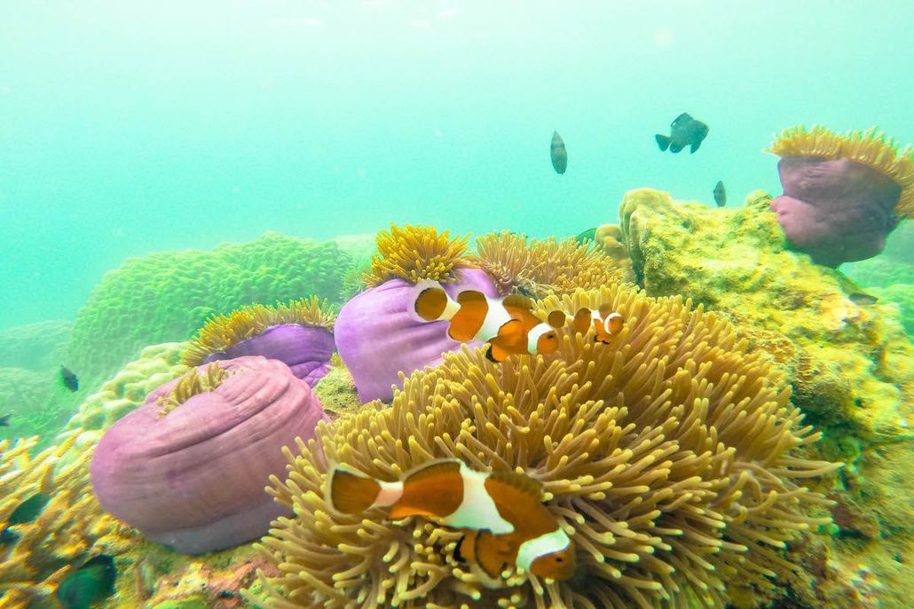 Snorkeling off Perhentian Island