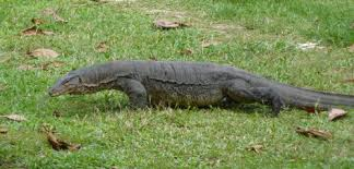 Monitor Lizard on Perhentian Island 