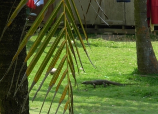 Asian Monitor Lizard, Malaysia