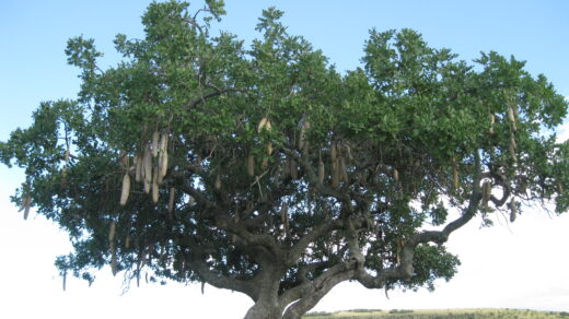 Mbungati Tree, aka Sausage Tree, Kenya