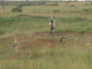 African Grey Crowned Crane