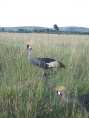 African Grey Crowned Crane