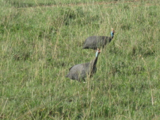 Helmeted Guinea Fowl