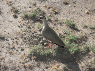 Crowned Lapwing