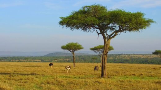 Maasai Mara National Reserve