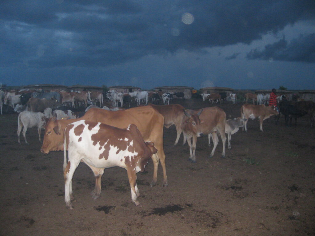 Cows are safe tonight in the Maasai Village in Talek, Kenya