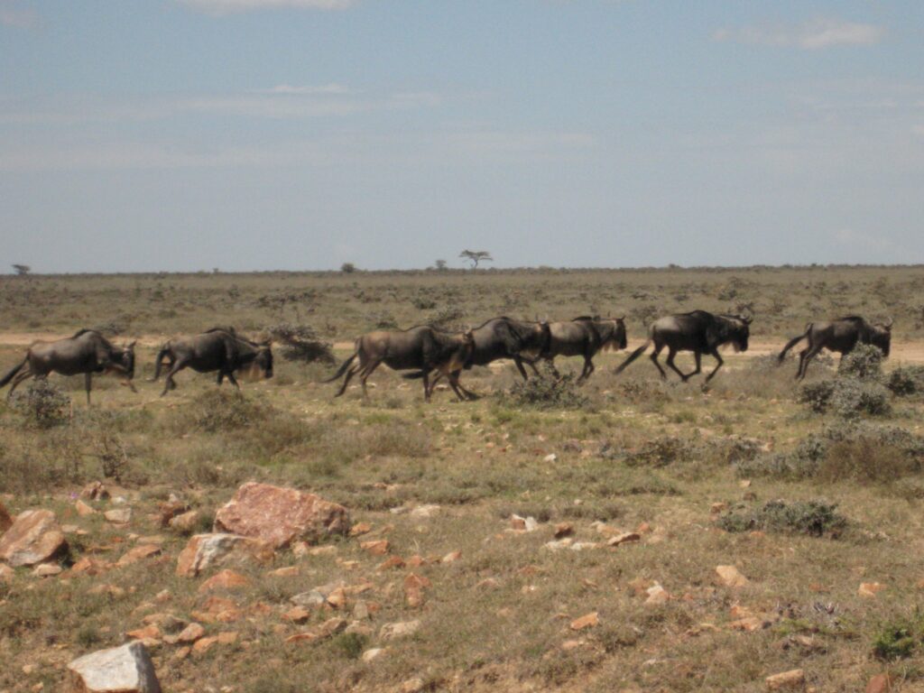 Wildebeest 