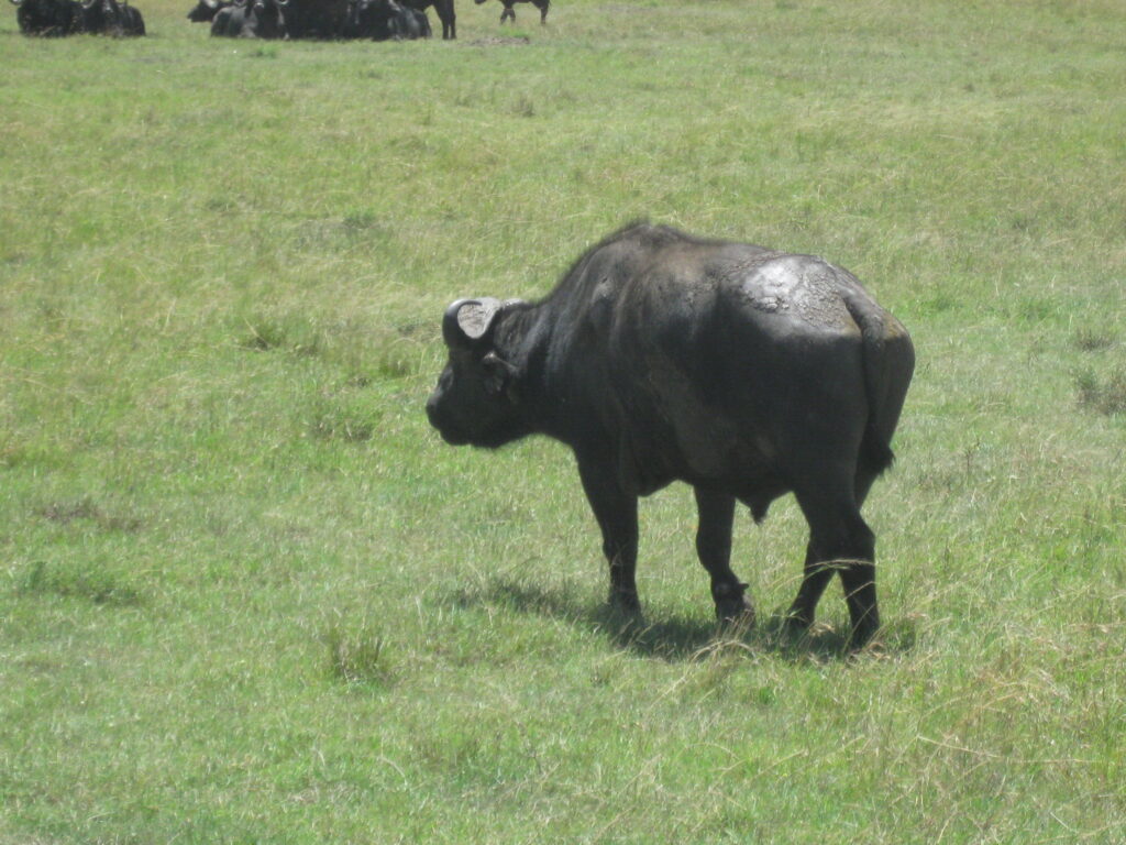 Wildebeest 