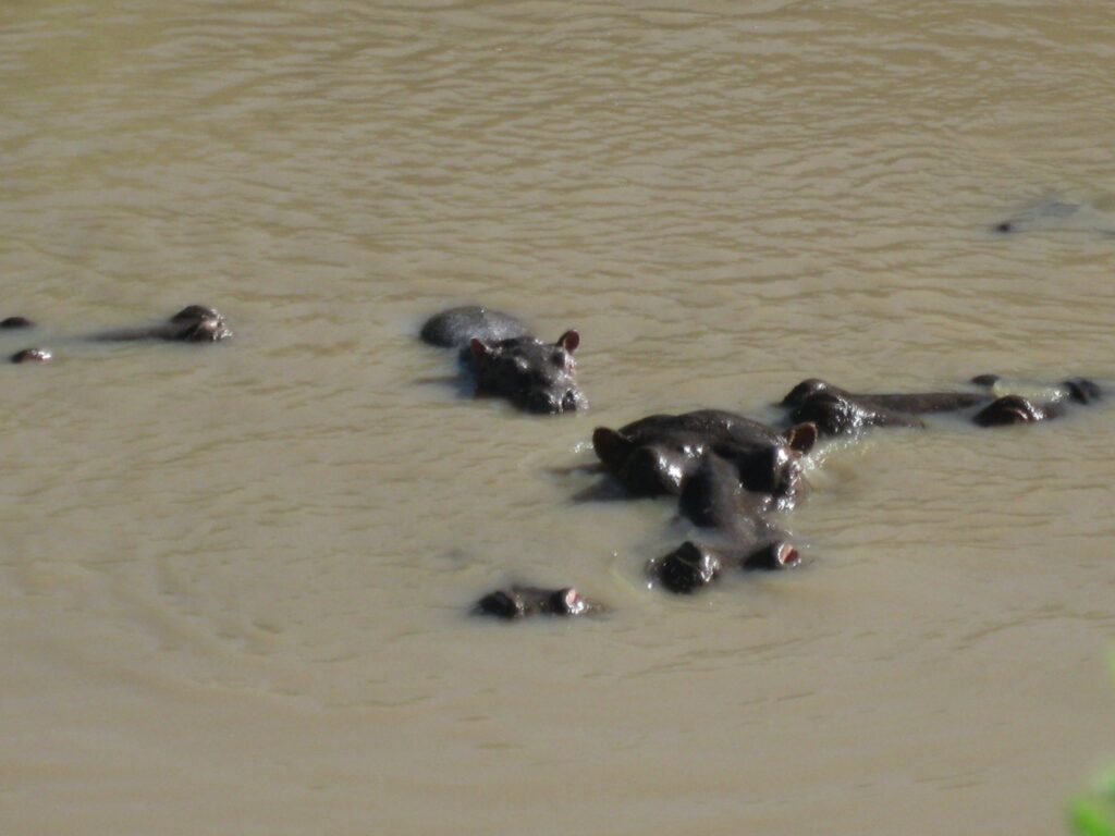 The baby hippo is standing on the mama hippo  