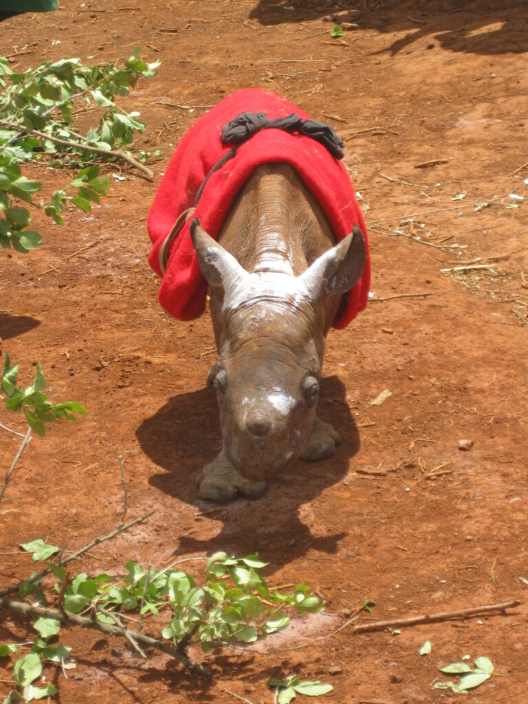 A rescued baby rhino. The blanket is protecting him from the sun. He would usually be standing under his mama but she was killed.